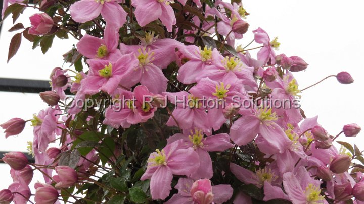 Alnwick - Clematis